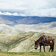Nepalese Horse Rests On A Mountain Pass Art Print