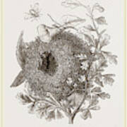 Nest Of Wren Art Print