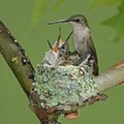 Nesting Hummingbird Family Art Print