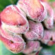 New Beginnings-rhododendron Floret Bud Art Print