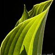 New Hosta Art Print