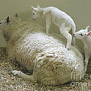Newborn Lambs At Play Art Print