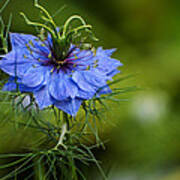 Nigella Damascena Art Print