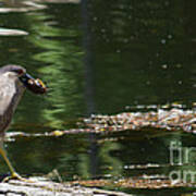 Night Heron's Catch Art Print