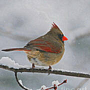 Northern Cardinal Female Art Print