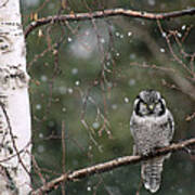 Northern Hawk Owl During Snowfall Alaska Art Print