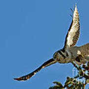 Northern Hawk Owl Flying With Its Capture Art Print