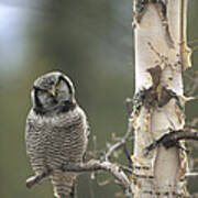 Northern Hawk Owl In The Spring Alaska Art Print