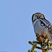 Northern Hawk Owl With His Capture Art Print
