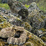 Northern Pacific Rattlesnake Flicking Art Print