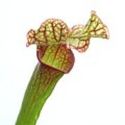 Northern Pitcher Plant Art Print