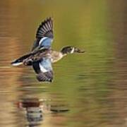 Northern Shoveler In Fligt Art Print