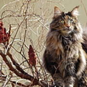 Norwegian Forest Cat Art Print