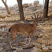 Nubian Ibex #4 Art Print