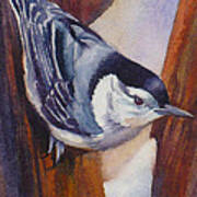 Nuthatch Art Print