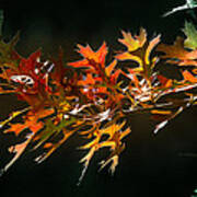 Oak Cluster In Fall Colors Art Print