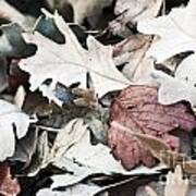 Oak Leaves In Fall Art Print