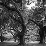 Oaks At The Ruins Black And White Edition Art Print