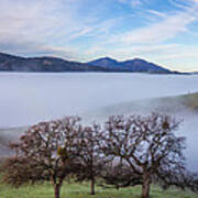 Oaks On A Hill And Mt. Diablo Art Print