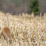 Observing Crane Art Print