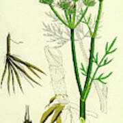 Oenanthe Silaifolia Sulphurwort Water-dropwort Art Print