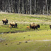 eksegese Skov Claire Oh give me a home where the buffalo roam Photograph by LeeAnn McLaneGoetz  McLaneGoetzStudioLLCcom