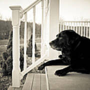 Old Dog On A Front Porch Art Print