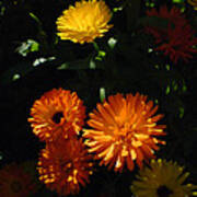 Old-fashioned Marigolds Art Print