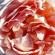 Old Fashioned Rose Art Print