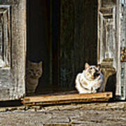 Old Knox Church Cats Art Print