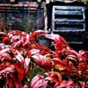 #oldmill #fall #red #leaves #arkmorphs Art Print