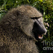 Olive Baboon   #0685 Art Print