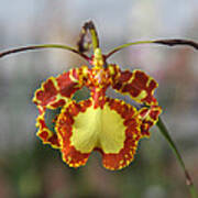 Oncidium Dancing Lady Art Print