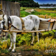 One Horse Wagon Art Print