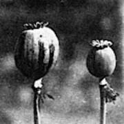 Opium Poppies Art Print