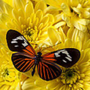 Orange Black Butterfly Art Print