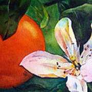 Orange Blossom Art Print