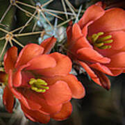 Orange Cactus Blooms Art Print