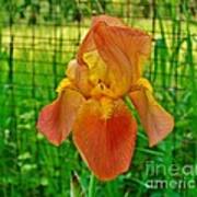 Orange Chiffon Iris Art Print