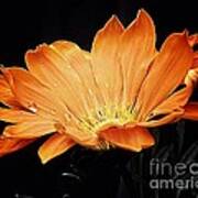 Orange Gazania Flower Art Print