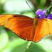Orange Julia Butterfly Art Print