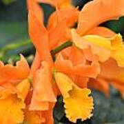 Orange Orchid Art Print