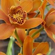 Orange Orchids Art Print