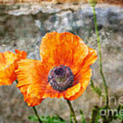 Orange Poppy Art Print