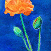 Orange Poppy Art Print