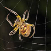 Orb-weaver Spider In Web Panguana Art Print