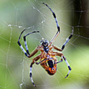 Orb-weaver Spider Panama Art Print