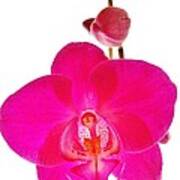 Orchid Angel 1 Art Print