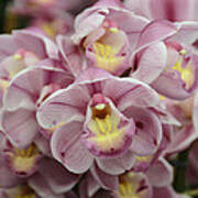 Orchid Bouquet Art Print