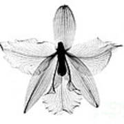 Orchid Flower X-ray Art Print